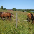 horses-at-lergrav-13
